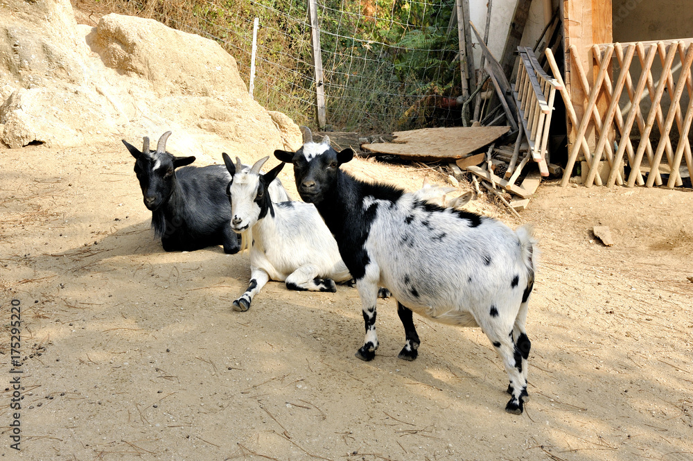 A group of goats Stock Photo Adobe Stock