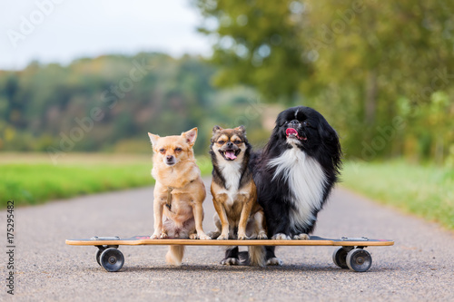 three cute little dogs sitting on a skateboard