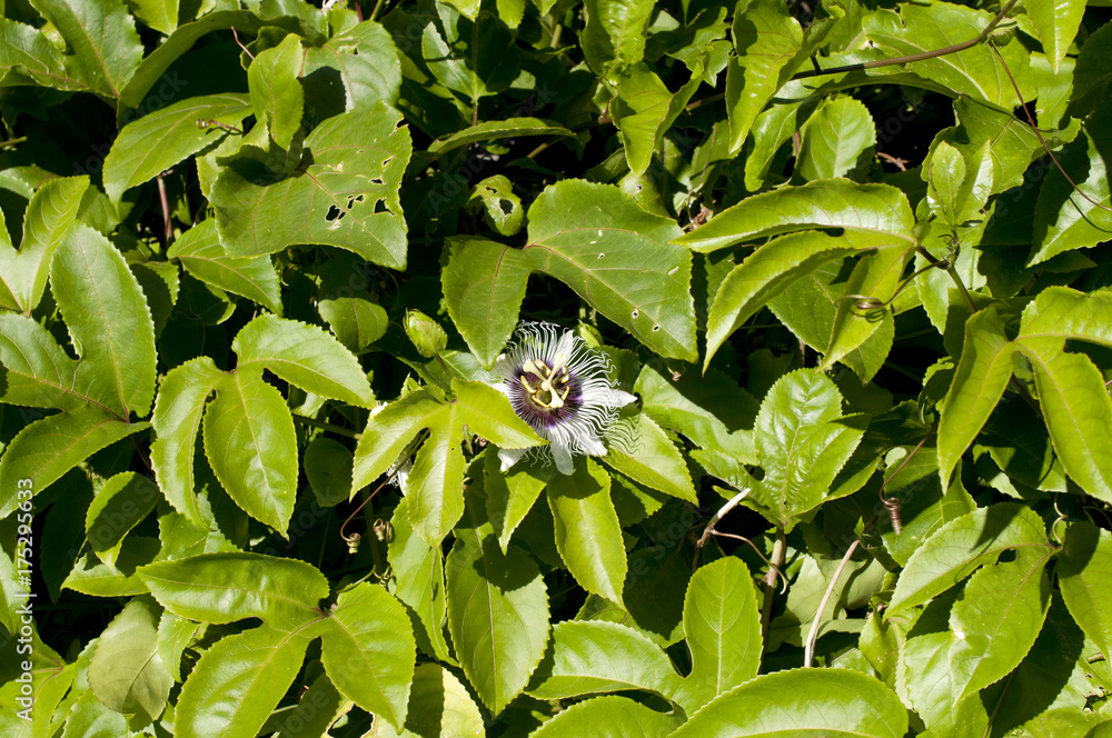 Obraz premium パッションフルーツの花(果物時計草)