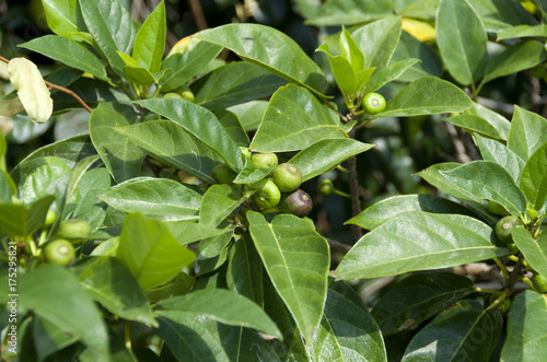 Wallpaper Mural イヌビワ Torontodigital.ca