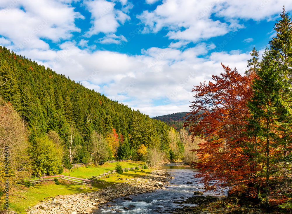 mountain river on fine autumn day. beautiful Carpathian Countryside