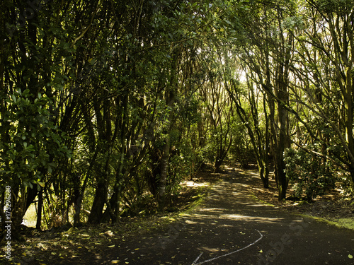 Fototapeta Naklejka Na Ścianę i Meble -  Auckland western springs trees