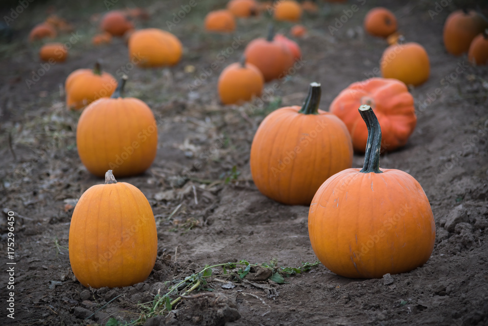 Pumpkins resting in rows on soil in farm field in autumn