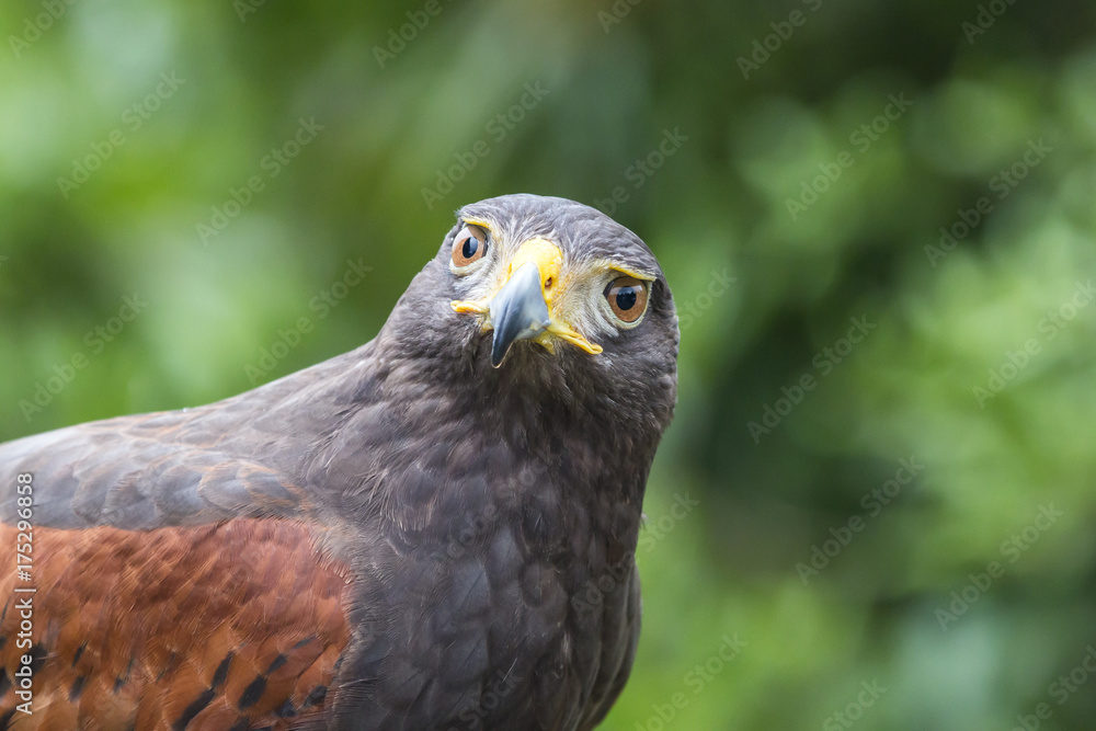 Harris Hawk Harris Hawk