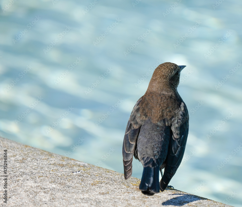 Fototapeta premium Shall I take a swim?