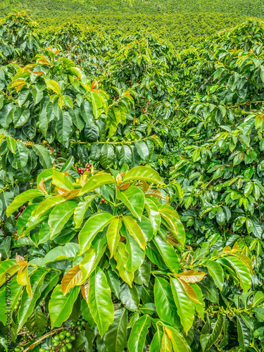 Coffee Plantation in Jerico  Colombia