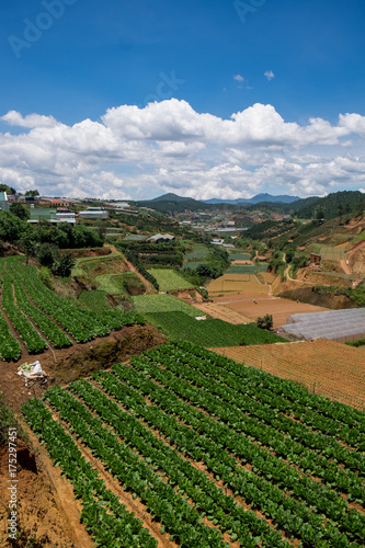 Vegetable fields and Housein highland, Dalat, Vietnam. Da lat is one of the best tourism city in Vietnam. Dalat city is Vietnam's largest vegetable and flowers growing areas.