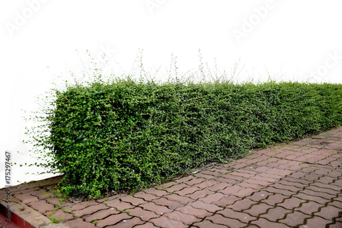 Wallpaper Mural shrub or hedge fence isolated on white background Torontodigital.ca