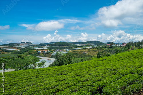 Cau Dat green tea hills in Dalat  Vietnam. Cau Dat green tea hill is around 25km from Center Dalat. This is one of the most favourite locations for tourists