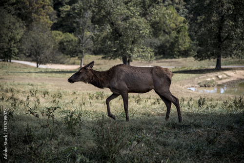 elk on the move
