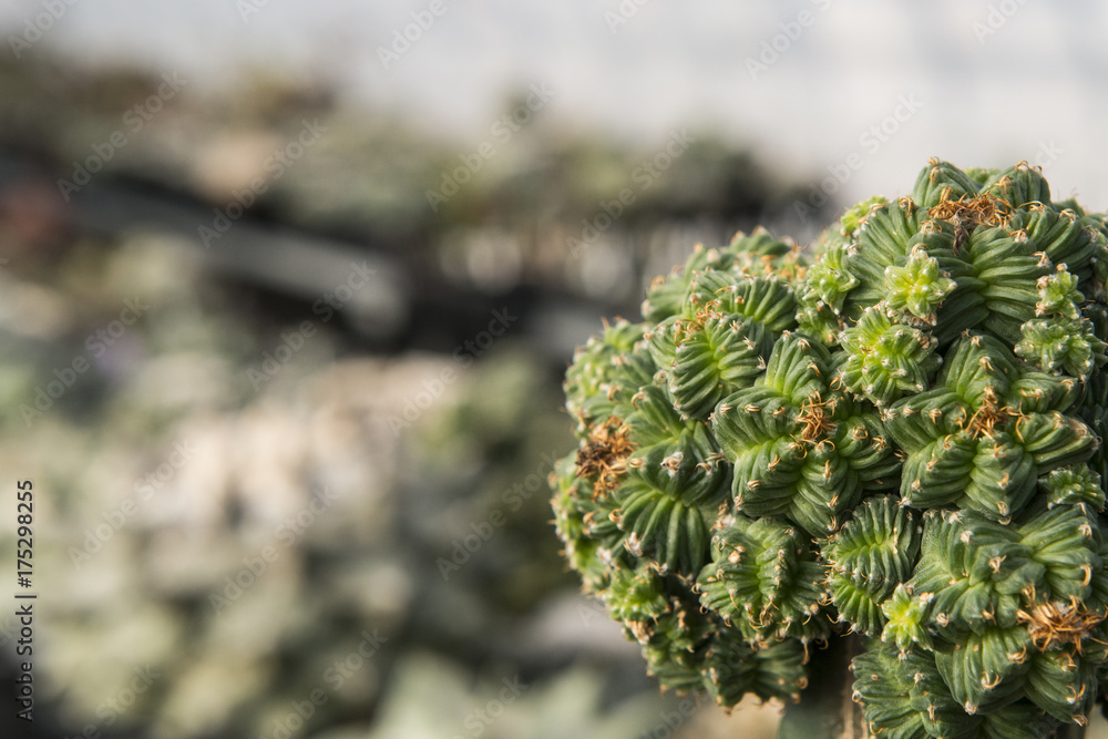 Succulents and cactus Succulents and cactus