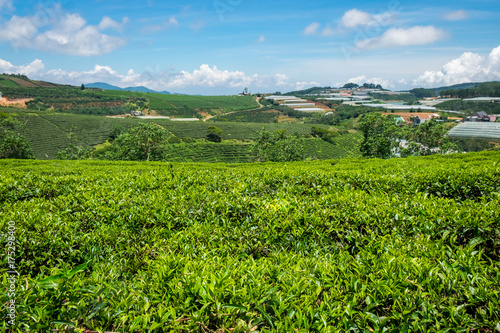 Cau Dat green tea hills in Dalat  Vietnam. Cau Dat green tea hill is around 25km from Center Dalat. This is one of the most favourite locations for tourists