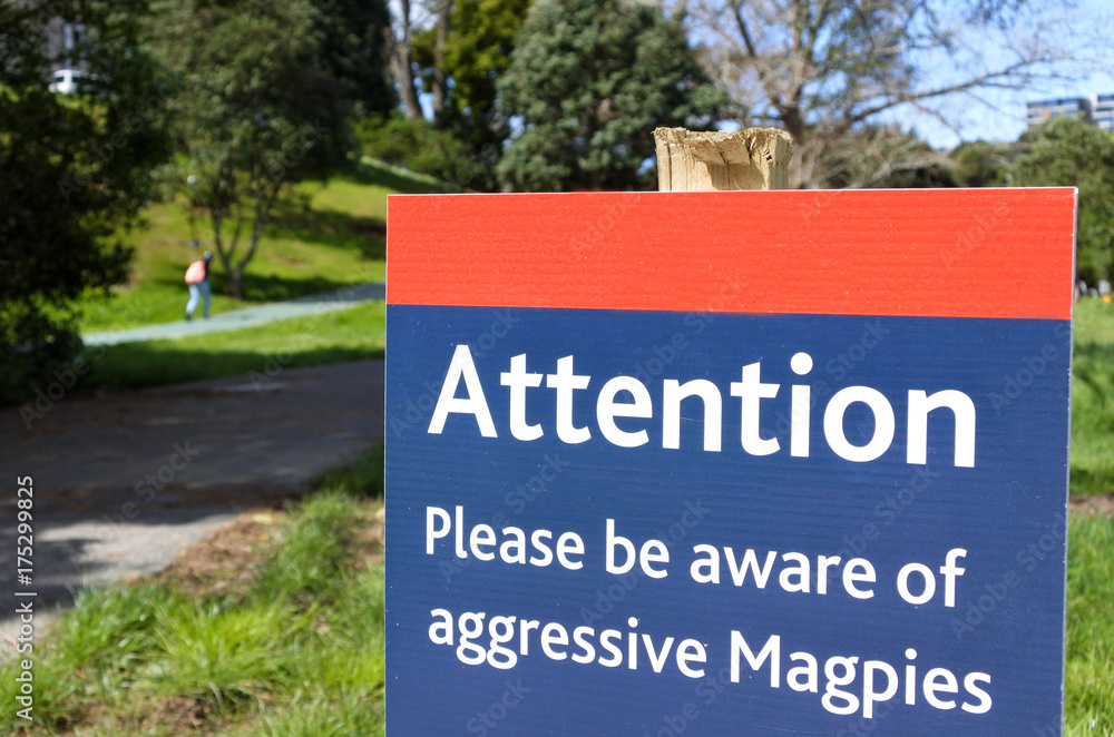 Aggressive Magpies