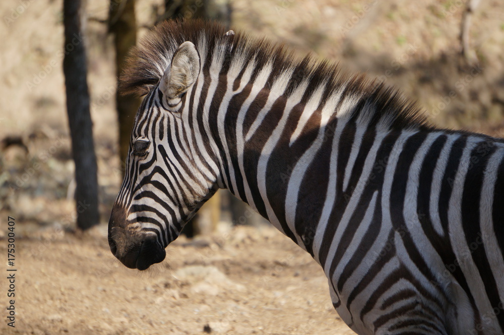 zebra zebra