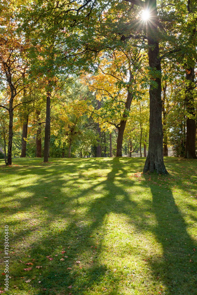 Sunshine through trees in empty city park Sunshine through trees in empty city park