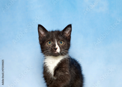 Portrait of a black and white tuxedo kitten looking directly at viewer. Blue background sky with wispy clouds.