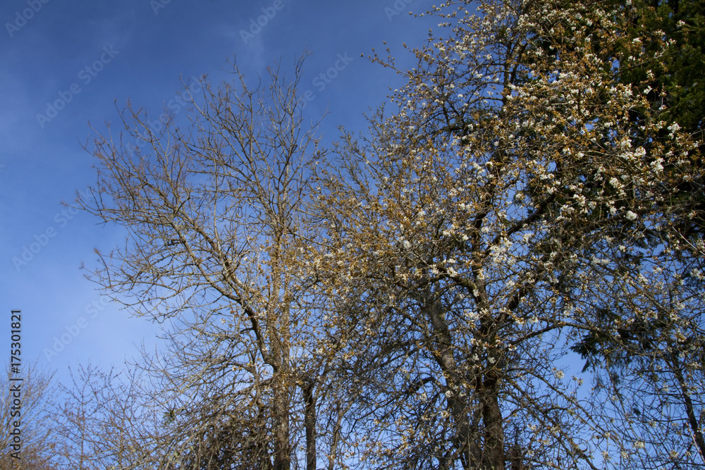 a picture of an Pacific Northwest berry tree in spring a picture of an Pacific Northwest berry tree in spring