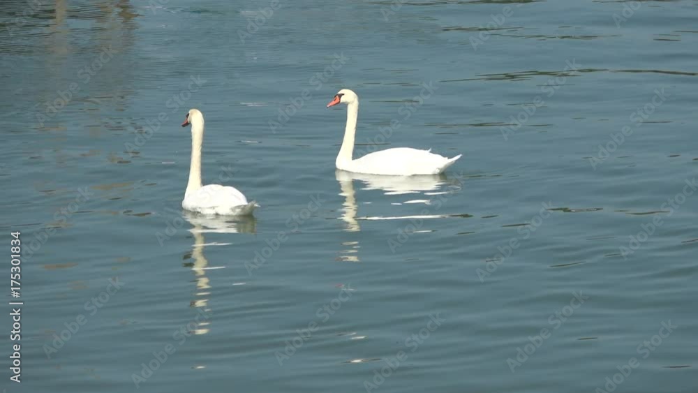 Pair of white swans on a lake Pair of white swans on a lake
