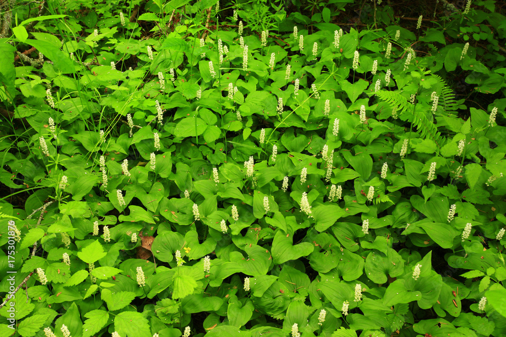a picture of an pacific Northwest forest ground cover a picture of an pacific Northwest forest ground cover
