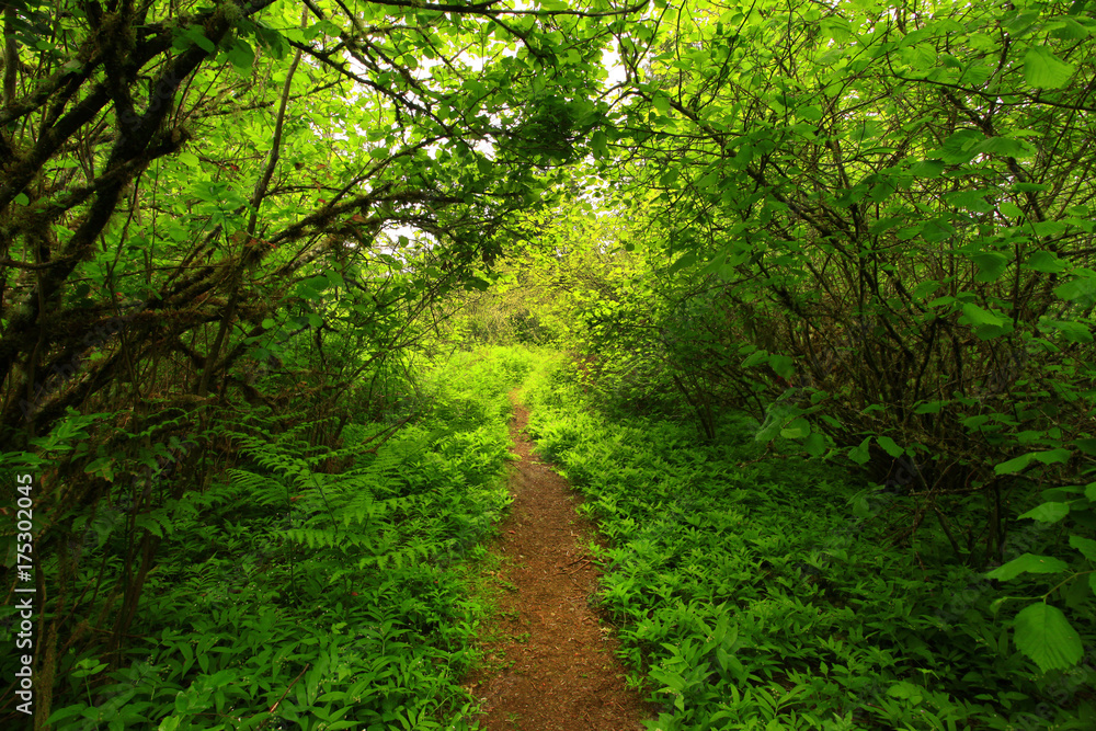 a picture of an Pacific Northwest forest trail a picture of an Pacific Northwest forest trail