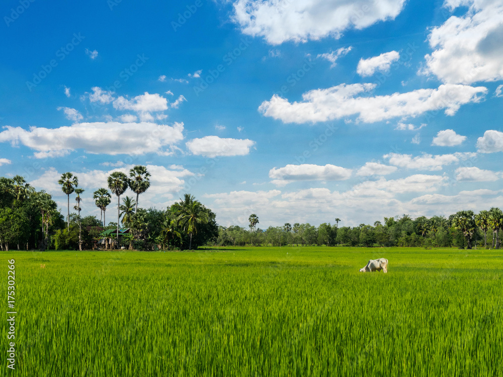 Rice paddy field with a cow eating green grass under the blue cloudy ...
