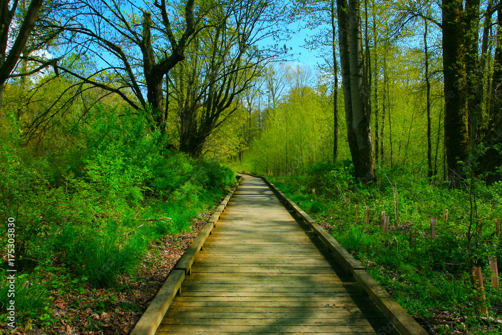 a picture of an Pacific Northwest forest trail a picture of an Pacific Northwest forest trail