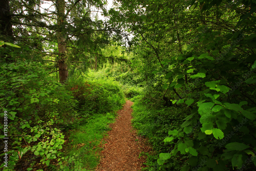 a picture of an Pacific Northwest forest trail a picture of an Pacific Northwest forest trail