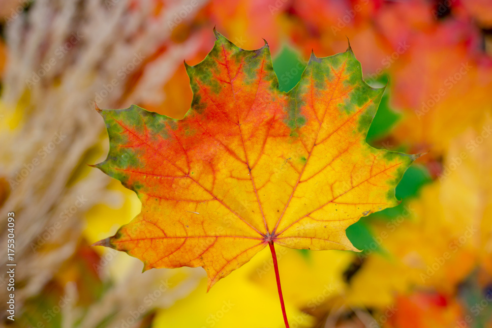 Colorful tree leaves in autumn
Colorful tree leaves in autumn