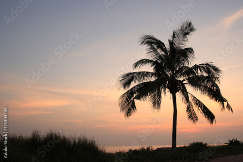 Silhouette of coconut tree on the beach