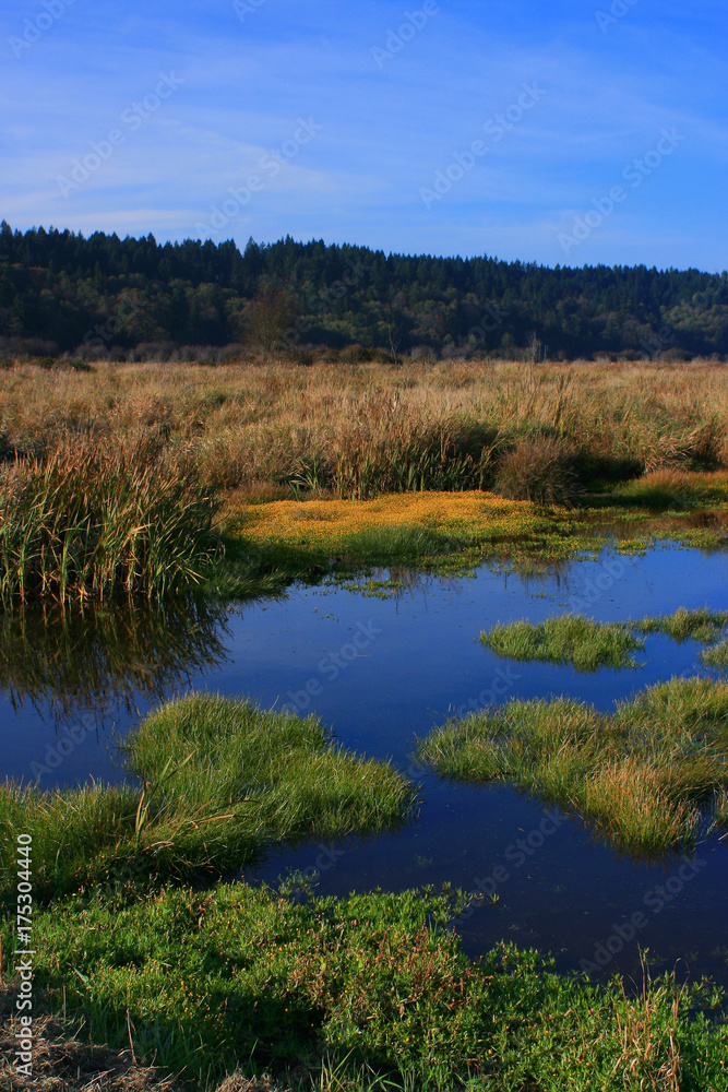 a picture of an Pacific Northwest fresh water inlet a picture of an Pacific Northwest fresh water inlet