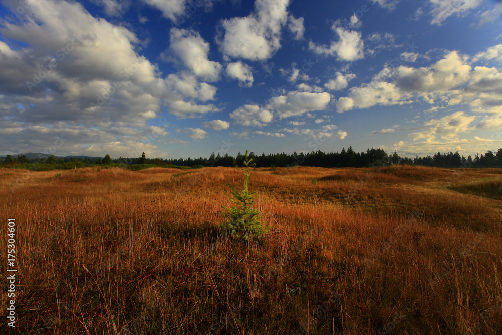 a picture of an Pacific Northwest meadow a picture of an Pacific Northwest meadow