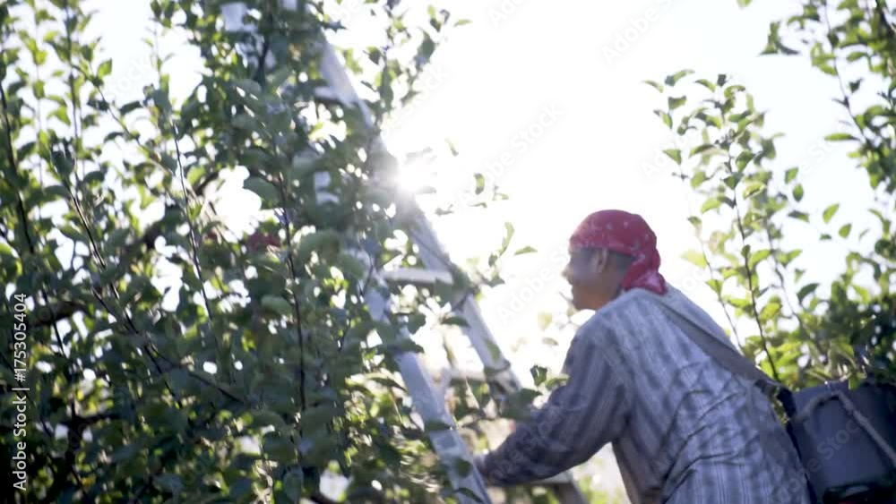 Apple picker moves a ladder up against as the dew from the tree rains down on him, then climbs the ladder and starts picking red, ripe apples.