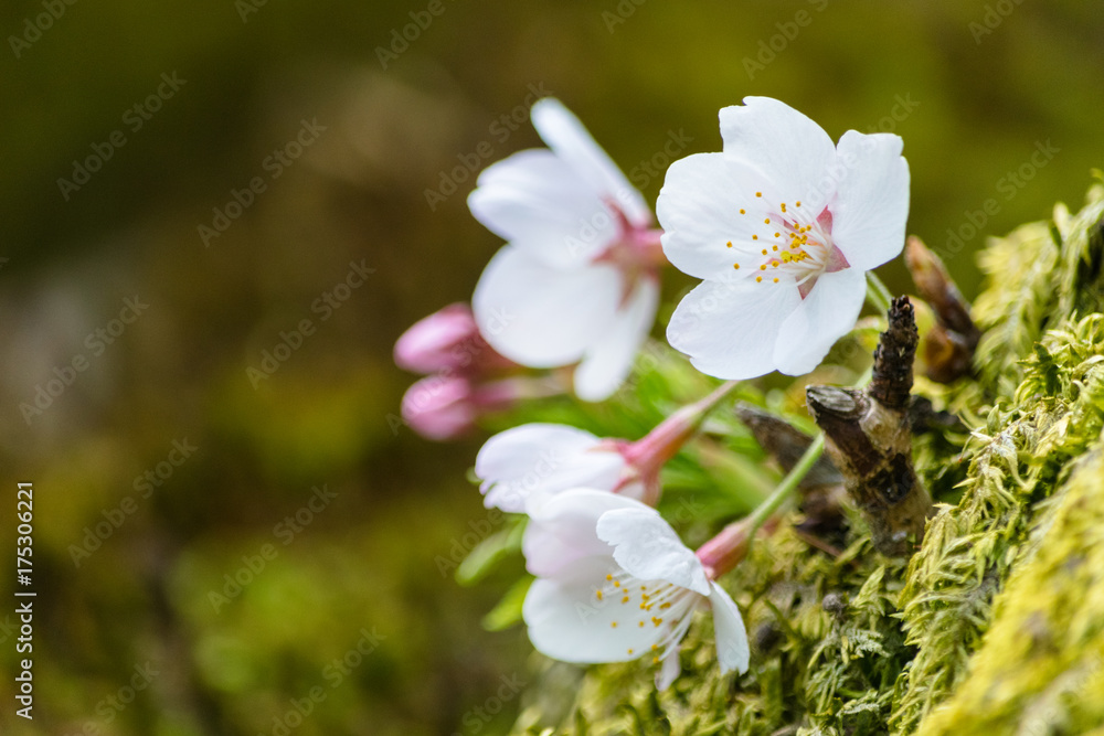 桜 日本の桜 春 桜 日本の桜 春