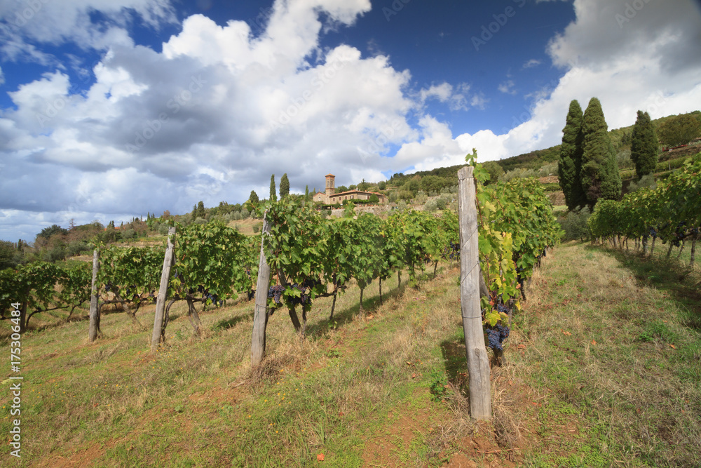 Tuscan vineyard landscape with Chrch, cipresses, grapes, Italy