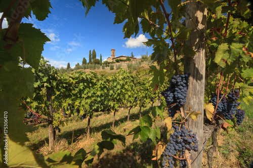 Grapes in Tuscan vineyard landscape, Italy photo