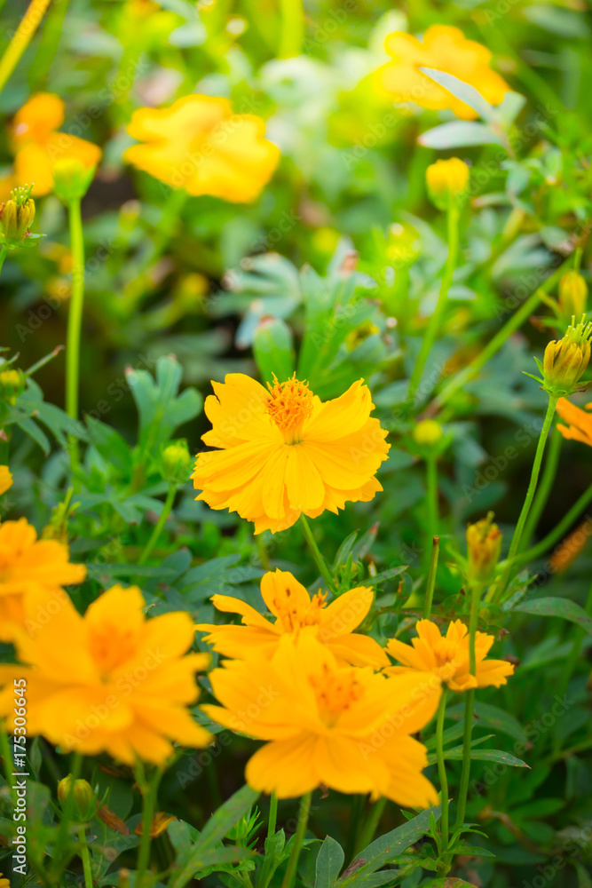 The background image of the colorful flowers The background image of the colorful flowers