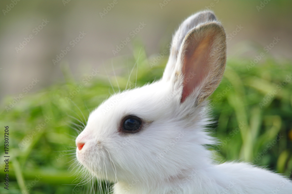 White rabbit on the grass White rabbit on the grass