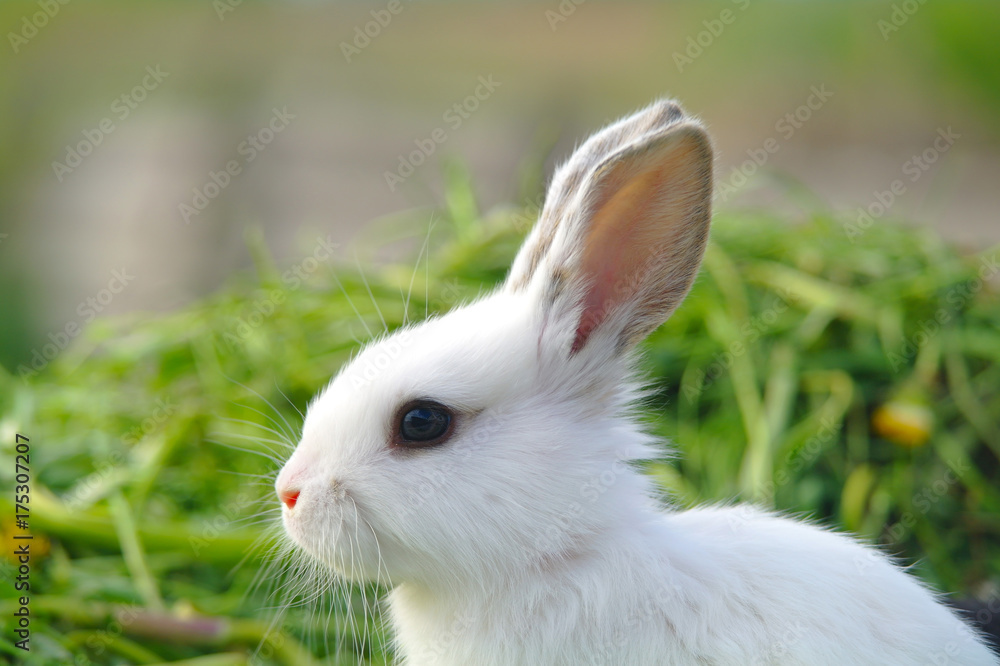 White rabbit on the grass White rabbit on the grass