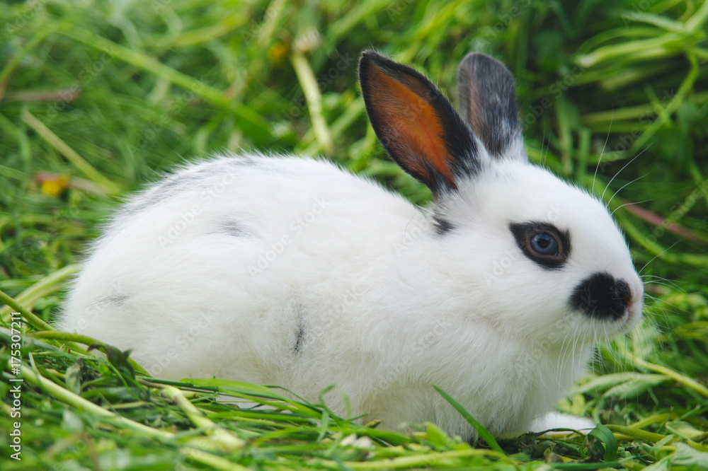 White rabbit on the grass White rabbit on the grass