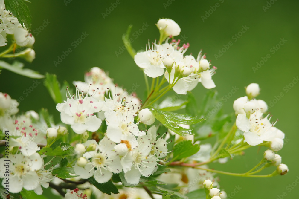 Beautiful branch of a blossoming hawthorn Beautiful branch of a blossoming hawthorn