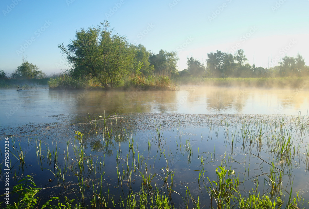 Obraz premium Misty meadow spring at sunrise