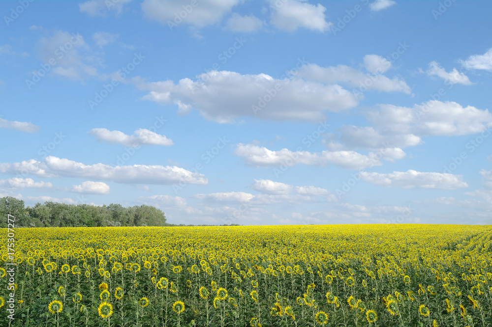 sunflower field and cloudy sky