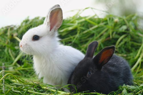 Black and white baby rabbits on green grass