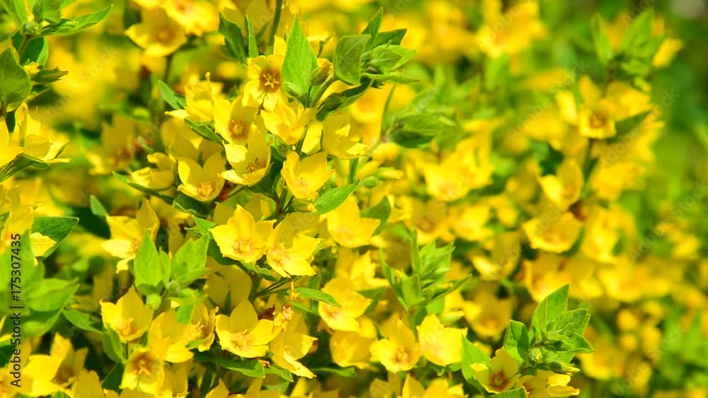 Lysimachia vulgaris swaying in the wind Lysimachia vulgaris swaying in the wind