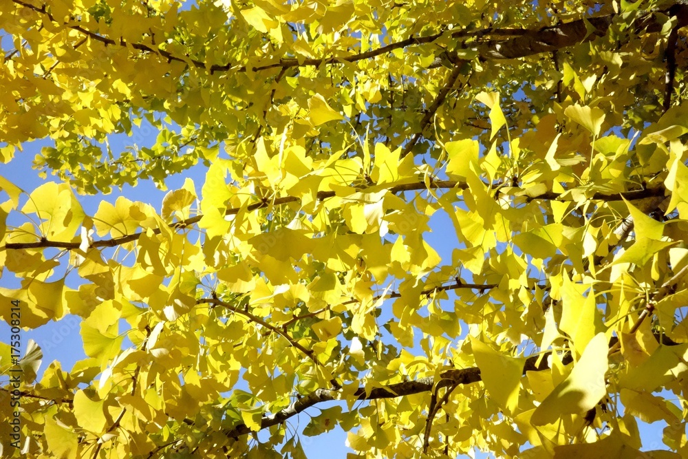 Gingko biloba en automne Gingko biloba en automne