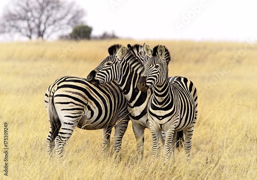 3 Zebras