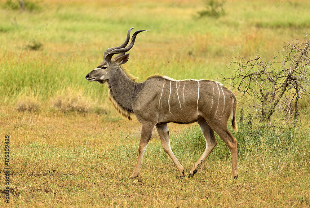 Elegant Kudu Bull Elegant Kudu Bull