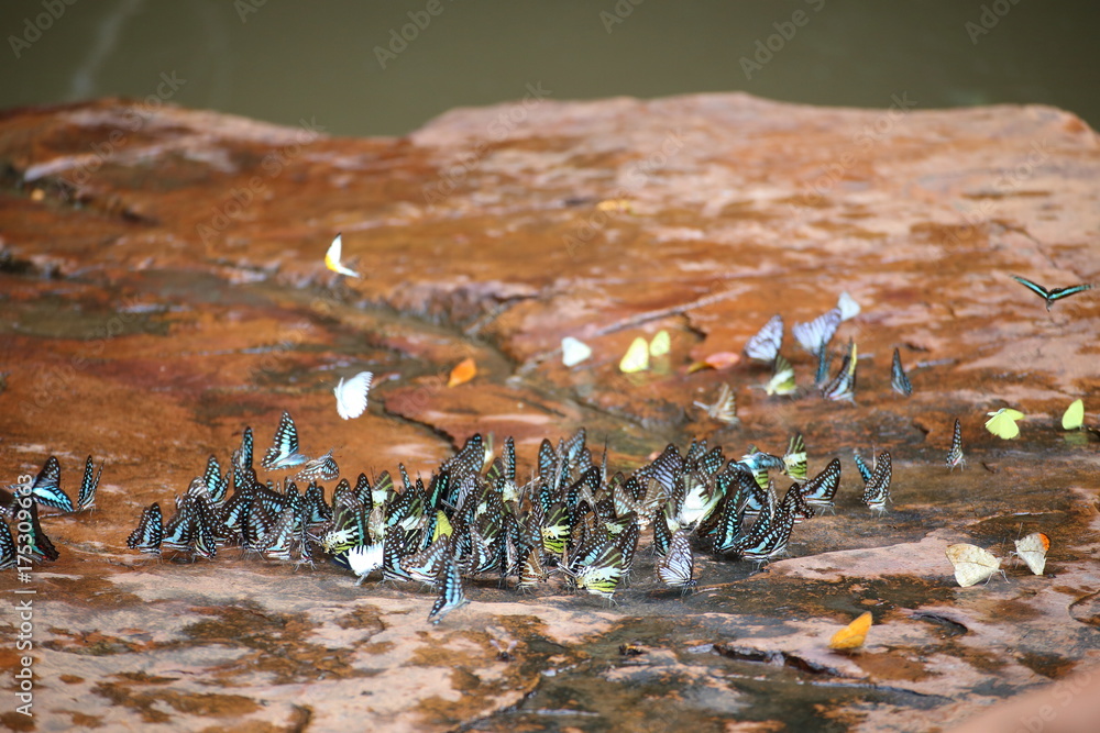 Fototapeta premium Butterflies swarm eats minerals in Pang Sida National Park at Thailand