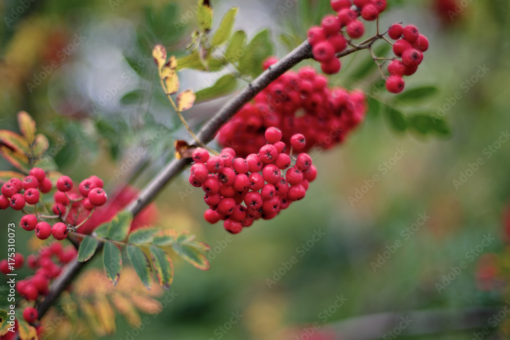 Rowan Rowan