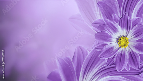 Floral  violet beautiful background.  Flower composition  of   flowers daisy.  Place for text.  Nature.